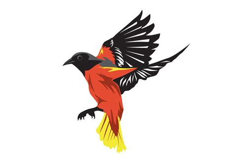 Download oriole bird - Download Free Vector Art, Stock Graphics ...