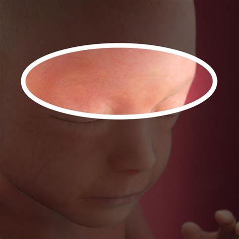 E pesa quase meio kilo. Desenvolvimento fetal - 21 semanas de gravidez - BabyCenter