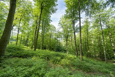 Forêt au printemps Denis MERCK Photographe professionnel en Alsace