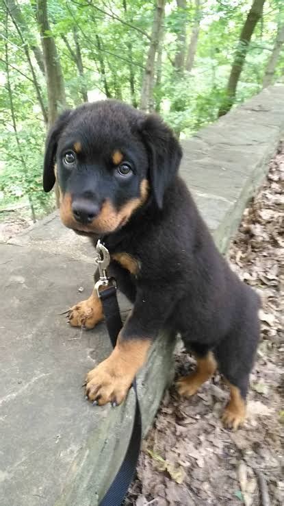 This Is Why You Need A Baby Rottweiler In Your Life