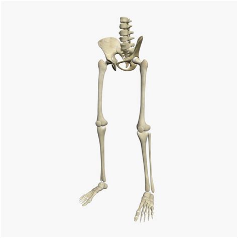 Human Skeleton Legs 3d Model Human Skeleton Skeleton Anatomy Skeleton