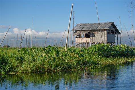 Rumah Tradisional Dan Taman Terapung Di Danau Inle Negara Bagian Shan