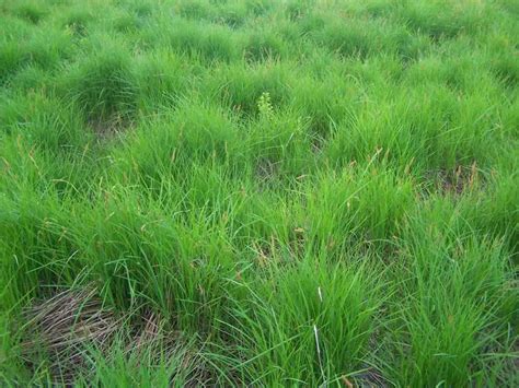 Types Of Grasses That Grow In Winter Our Top Picks