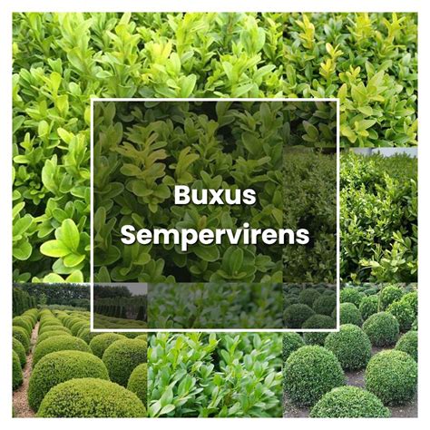 How To Grow Buxus Sempervirens Plant Care And Tips Norwichgardener