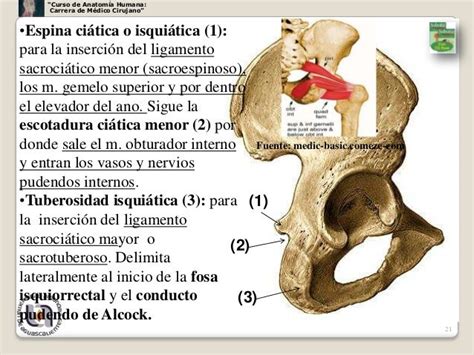 Curso De Anatomía Humana Carrera De Médico Cirujano Espina Ciática O