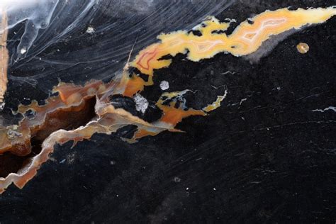 Check spelling or type a new query. Giant Jet Black Petrified Palm Wood Fossil For Sale at 1stdibs