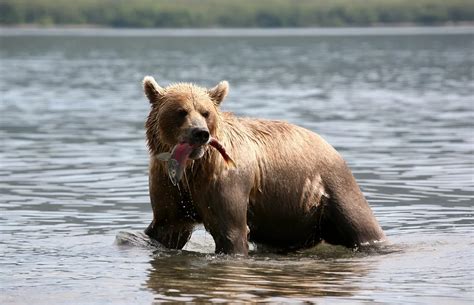 Brown Bear Predator Wild Beast Free Photo On Pixabay Bear Bed Bear