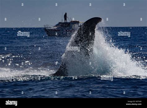 A Competitive Group Of Humpback Whales On A Whale Swimming Excursion In