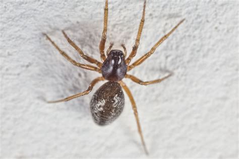 The 7 Most Common Types Of House Spiders