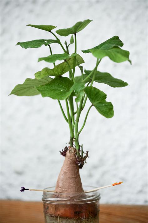 How to plant and grow potatoes. Vegetative propagation - Mr Croce