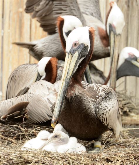 Dinas City Wildlife Adventures Baby Pelicans