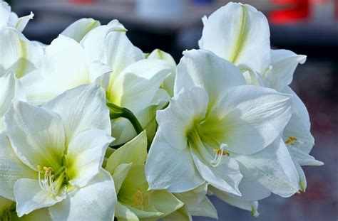 24 Flores Blancas Preciosas Nombres Fotos Y Significado