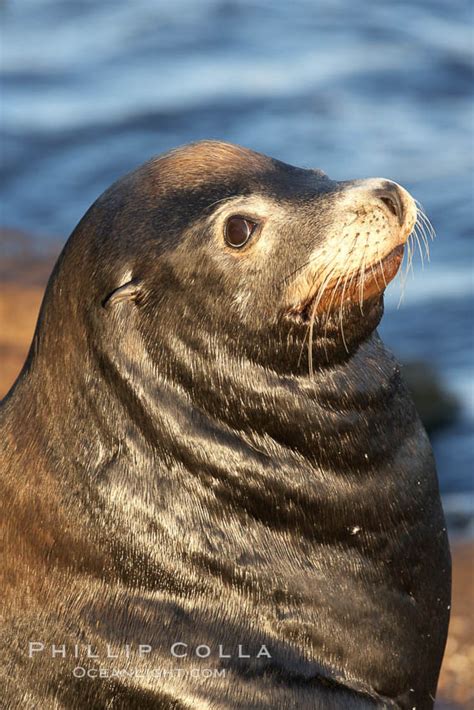 California Sea Lion Zalophus Californianus Monterey 21591