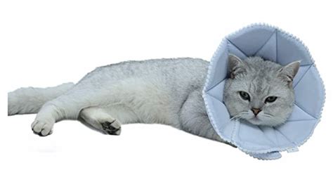 7 Cat Cone Alternatives For Recovery Vetstreet Vetstreet