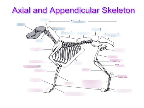 Axial And Appendicular Skeleton Diagram Quizlet