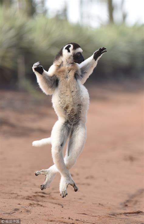 Meet King Julian The Lemur From Madagascar China Plus