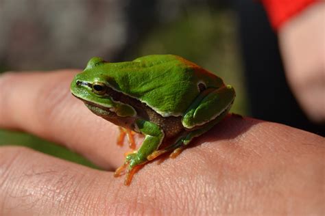 16 Best Pet Frogs For Beginners With Pictures Pet Keen