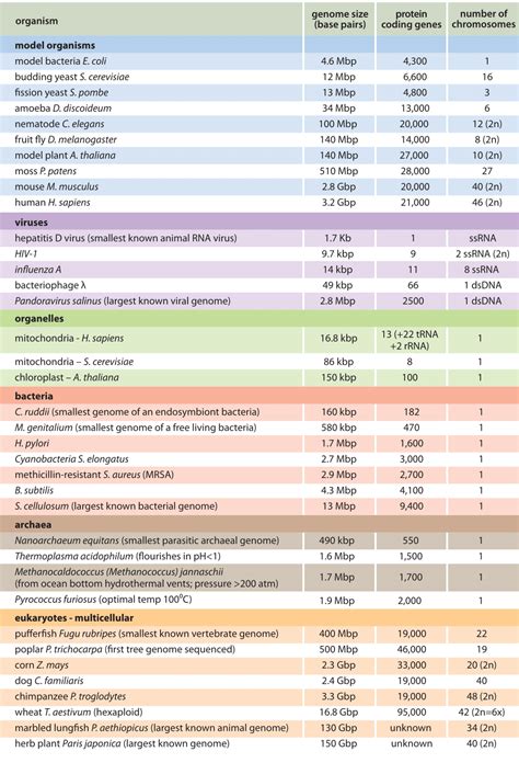 » How big are genomes?