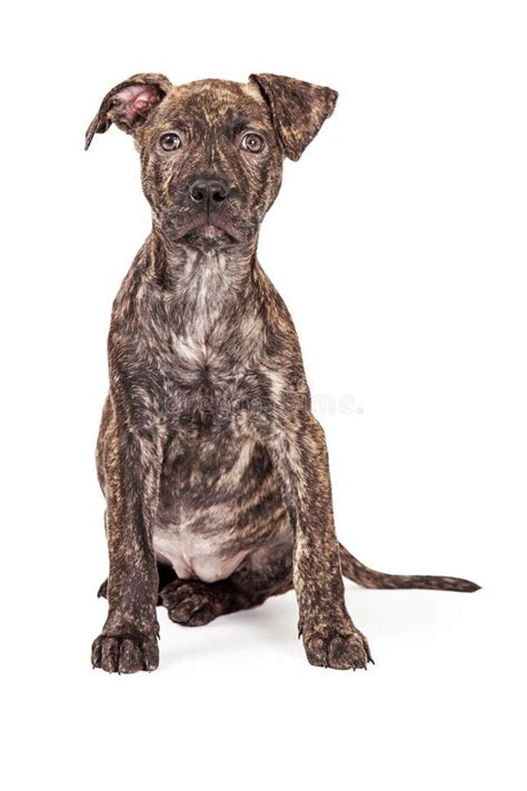 Brindle Pit Bull Cross Sitting Stock Photos Free And Royalty Free Stock