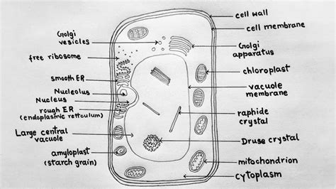 Plant Cell Diagram For Class 9 Easy Simple Functions And Diagram