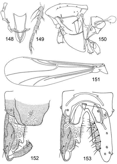 3 Pseudosmittia Nana Sp N Male 148—tentorium Stipes And Cibarial