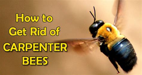 How To Remove Carpenter Bee Picture Of Carpenter