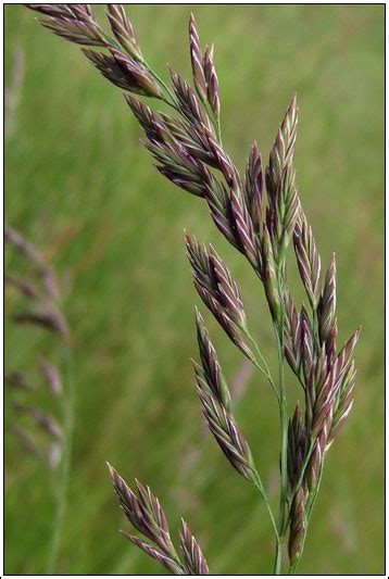 Irish Grasses Tall Fescue Schedonorus Arundinaceus