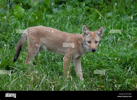 A Lone Coyote Pup Canis Latrans Standing In A Grassy Green Field In