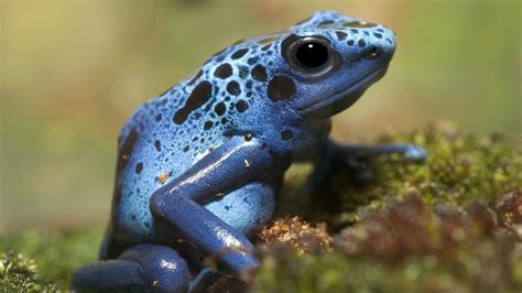 Poison Dart Frogs Facts About These Deadly Amphibians Live Science