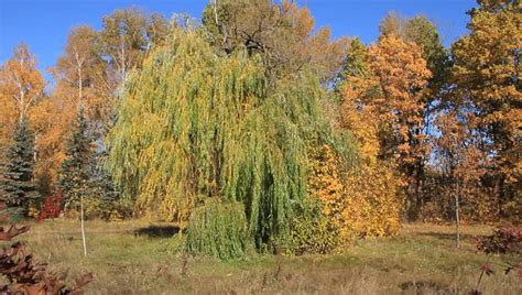 4k Time Lapse Autumn Fall Seasonal Leaves In Tree Against Blue Sky