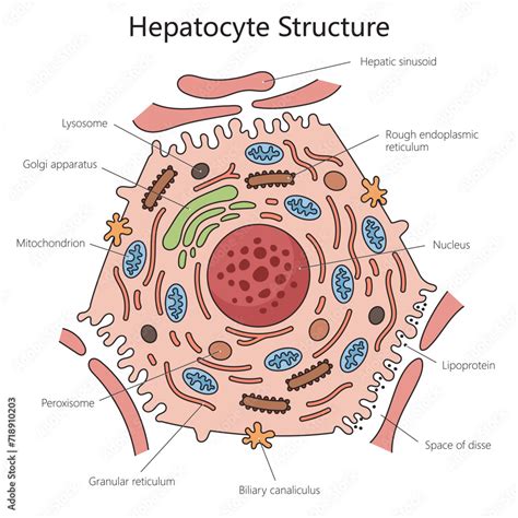 Human Hepatocyte Liver Cell Structure Diagram Hand Drawn Schematic