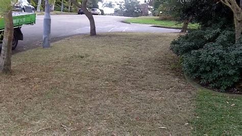 Weeds are a nuisance for any lawn. Lawn Care Tips Sir Walter weed control [Couch Lawn ...