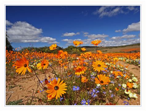 Maybe you would like to learn more about one of these? Flowers of Namaqualand Foto & Bild | africa, southern ...