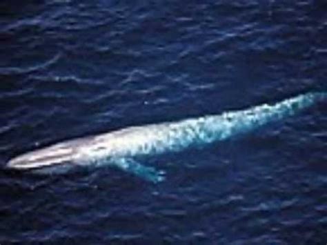 They can weigh up to 200 tons. Facts About the Blue Whale by Saahil Momin 2560 - YouTube