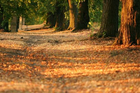 Tree Alley At Early Evening Stock Image Image Of Park Colorful 9716479