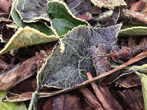 Maybe you would like to learn more about one of these? Slime Molds - The Daily Garden