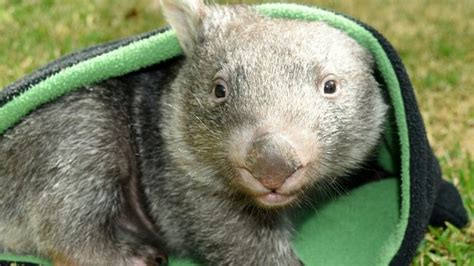 George The Wombat To Says Goodbye To Australian Reptile Park
