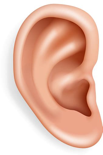 Human Ear Organ Hearing Health Care Closeup Realistic 3d Isolated Icon