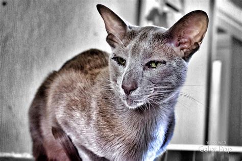 Oriental Shorthair Cat Pictures And Information Cat