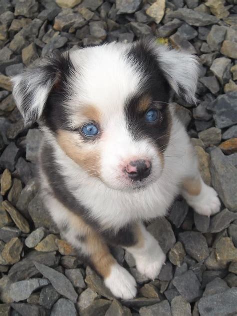 Pin By ~nancy Bastnagel~ On ~d O G D A Y S~ Puppies With Blue Eyes