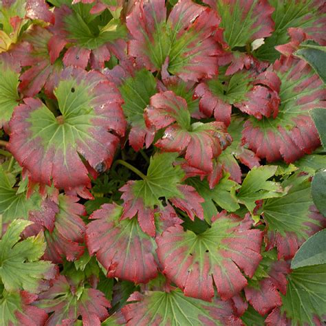 Red Leafed Mukdenia Great Garden Plants