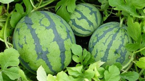 Uk Grown Watermelons In Tesco Stores Bbc News