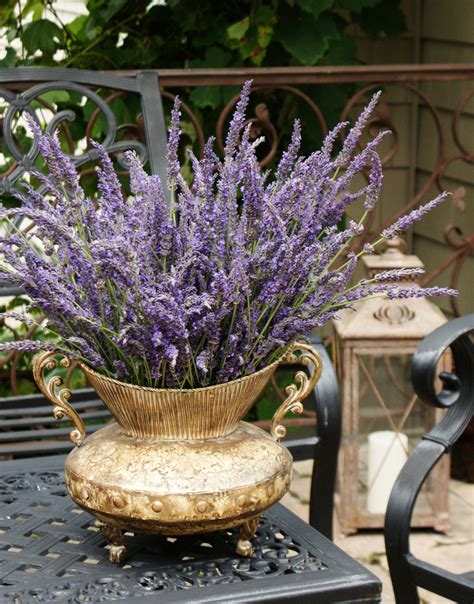 Lavender Cottage Provence Lavender Lavender Garden Lavender Tea