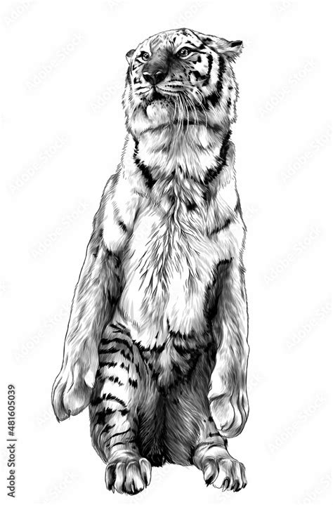 Tiger Stands Tall On Its Hind Legs Sketch Vector Graphic Monochrome