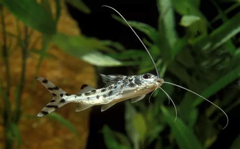 Pictus Catfish Care Complete Guide For Beginners Aquariumnexus