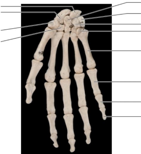 The Appendicular Skeleton The Hand Diagram Quizlet