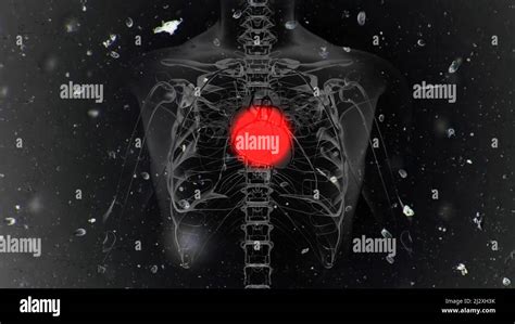 Computer Generated Human Heart Blinking Red Dot System Anatomy Stock