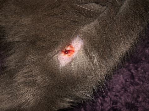 I Just Noticed A Small Puncture Wound On My Cats Leg He Acts Normal