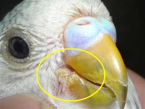 Treat The Parrot Beaks Fungal Infection With Tea Tree Oil Care Birds