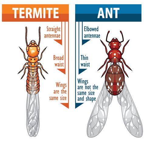 174 likes · 4 talking about this. Solaris Termite Control Specialist: Pest Control Kawalan ...